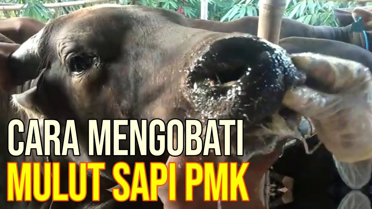 
                                 Cara-Obati-Luka-PMK-Di-Mulut-Sapi